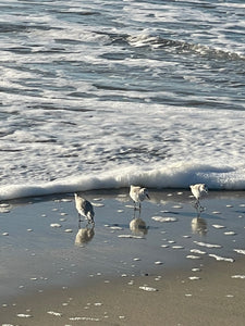 Sea Gulls (digital download)
